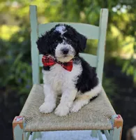 Teddy, a male Sheepadoodle for sale in Fayette, NY – 4 of 4