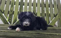 Smiley, a male Sheepadoodle for sale in Fayette, NY – 4 of 9