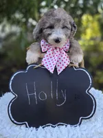 Holly, a female Sheepadoodle for sale in Fayette, NY – 5 of 5