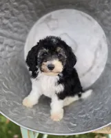 Joy, a female Sheepadoodle for sale in Fayette, NY – 2 of 5