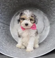 Trish, a female Sheepadoodle for sale in Fayette, NY – 4 of 5