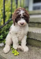 Callie, a female Bernedoodle for sale in Fayette, NY – 6 of 10