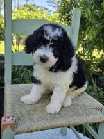 Tucker, a male Sheepadoodle for sale in Fayette, NY – 5 of 5