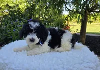 Tucker, a male Sheepadoodle for sale in Fayette, NY – 2 of 5