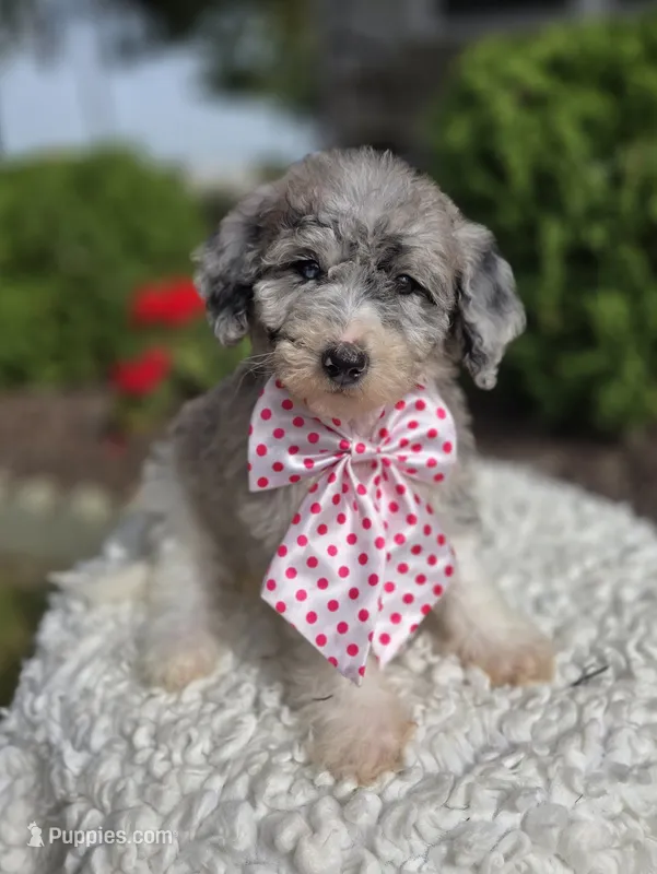 Jill – Sheepadoodle puppy for sale in Fayette, NY