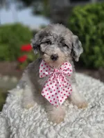 Jill, a female Sheepadoodle for sale in Fayette, NY – 1 of 5