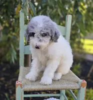 Honey, a female Sheepadoodle for sale in Fayette, NY – 4 of 5