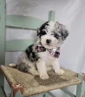 Minnie, a male Sheepadoodle for sale in Fayette, NY – Photo 4 of 6