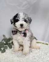 Minnie, a male Sheepadoodle for sale in Fayette, NY – Photo 2 of 6
