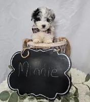 Minnie, a male Sheepadoodle for sale in Fayette, NY – Photo 3 of 6
