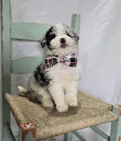 Minnie, a male Sheepadoodle for sale in Fayette, NY – Photo 5 of 6