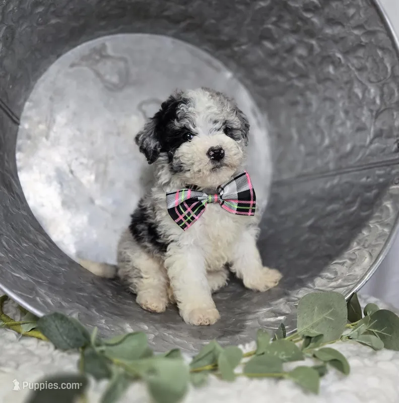 Minnie – Sheepadoodle puppy for sale in Fayette, NY