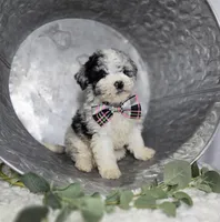 Minnie, a male Sheepadoodle for sale in Fayette, NY – Photo 1 of 6