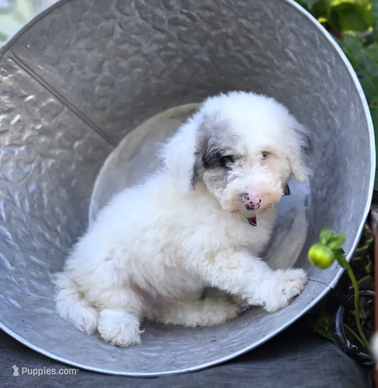 Henry – Sheepadoodle puppy for sale in Fayette, NY