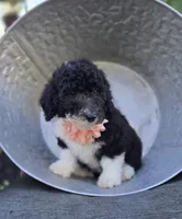 Harper, a female Sheepadoodle for sale in Fayette, NY – 2 of 7