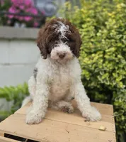 Callie, a female Bernedoodle for sale in Fayette, NY – 8 of 10