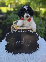 Teddy, a male Sheepadoodle for sale in Fayette, NY – 3 of 4