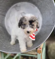 Jake, a male Sheepadoodle for sale in Fayette, NY – 8 of 8