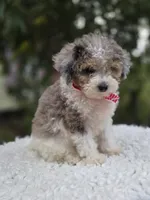 Trish, a female Sheepadoodle for sale in Fayette, NY – 1 of 5