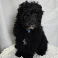 Kade, a male Sheepadoodle for sale in Fayette, NY – Photo 3 of 7