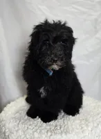 Kade, a male Sheepadoodle for sale in Fayette, NY – Photo 3 of 7