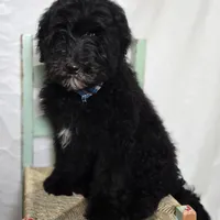 Kade, a male Sheepadoodle for sale in Fayette, NY – Photo 2 of 7