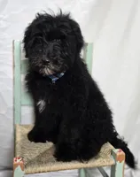 Kade, a male Sheepadoodle for sale in Fayette, NY – Photo 2 of 7