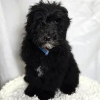 Kade, a male Sheepadoodle for sale in Fayette, NY – Photo 5 of 7
