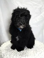 Kade, a male Sheepadoodle for sale in Fayette, NY – Photo 5 of 7