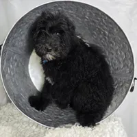 Kade, a male Sheepadoodle for sale in Fayette, NY – Photo 4 of 7