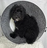 Kade, a male Sheepadoodle for sale in Fayette, NY – Photo 4 of 7