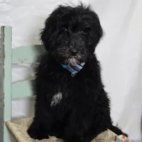 Kade, a male Sheepadoodle for sale in Fayette, NY – Photo 1 of 7