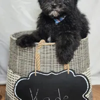 Kade, a male Sheepadoodle for sale in Fayette, NY – Photo 6 of 7