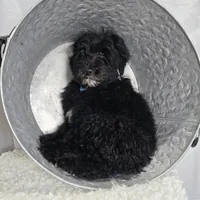 Kade, a male Sheepadoodle for sale in Fayette, NY – Photo 7 of 7