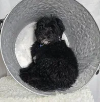 Kade, a male Sheepadoodle for sale in Fayette, NY – Photo 7 of 7