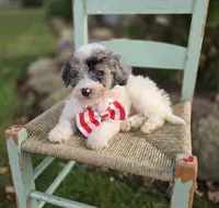 Jake, a male Sheepadoodle for sale in Fayette, NY – 6 of 8