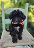 Todd, a male Sheepadoodle for sale in Fayette, NY – 2 of 4
