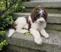 Callie, a female Bernedoodle for sale in Fayette, NY – 5 of 10