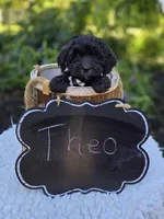 Theo, a male Sheepadoodle for sale in Fayette, NY – 2 of 4