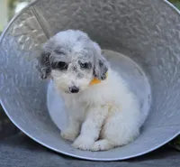 Honey, a female Sheepadoodle for sale in Fayette, NY – 5 of 5