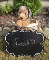 Jasper, a male Sheepadoodle for sale in Fayette, NY – 5 of 6