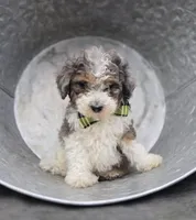 Tommy, a male Sheepadoodle for sale in Fayette, NY – 4 of 4