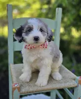 Trish, a female Sheepadoodle for sale in Fayette, NY – 4 of 4
