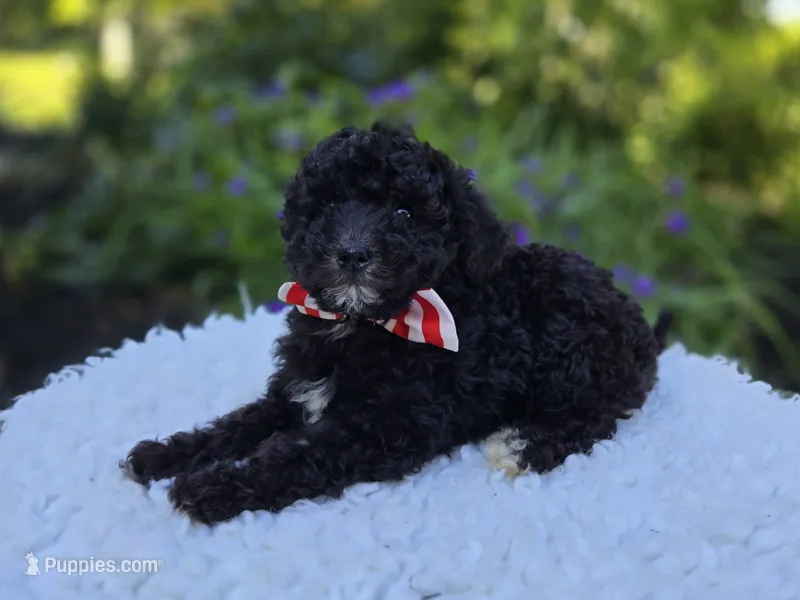 Todd – Sheepadoodle puppy for sale in Fayette, NY