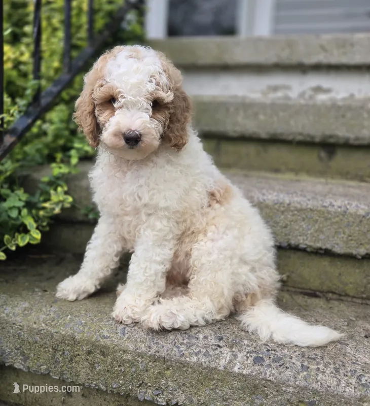 Connor – Bernedoodle puppy for sale in Fayette, NY