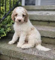 Connor, a male Bernedoodle for sale in Fayette, NY – 1 of 6