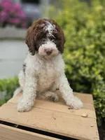 Callie, a female Bernedoodle for sale in Fayette, NY – 10 of 10
