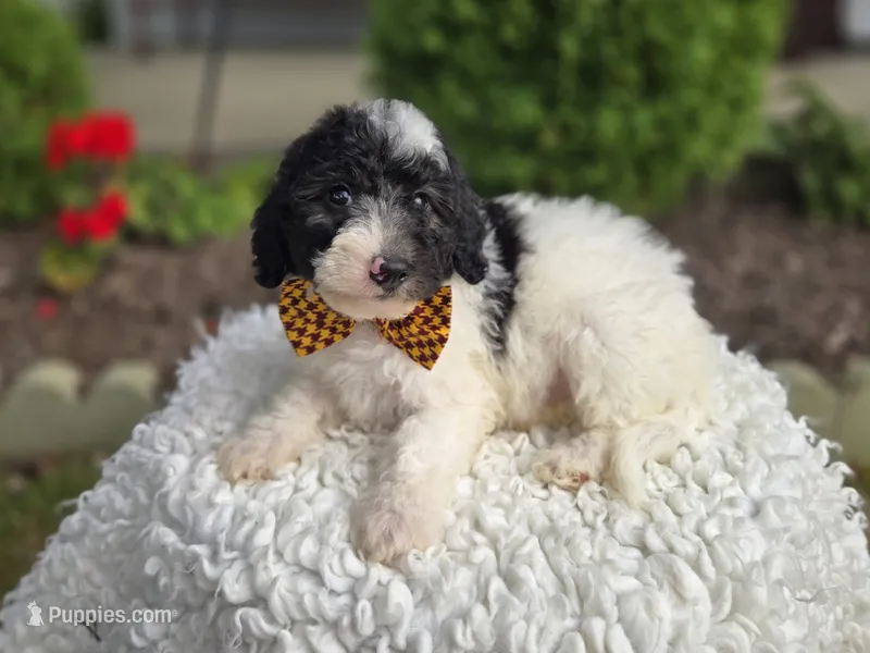 Josh – Sheepadoodle puppy for sale in Fayette, NY