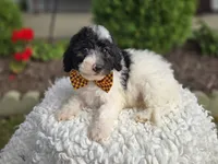 Josh, a male Sheepadoodle for sale in Fayette, NY – 1 of 8
