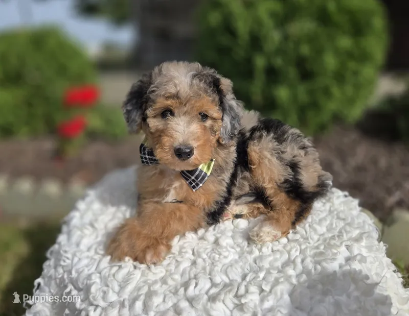 Jasper – Sheepadoodle puppy for sale in Fayette, NY